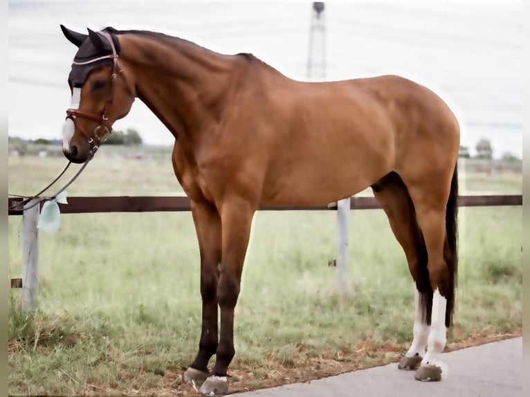 Bavarian Warmblood Gelding 15 years 17 hh Brown in K&#xF6;ngen