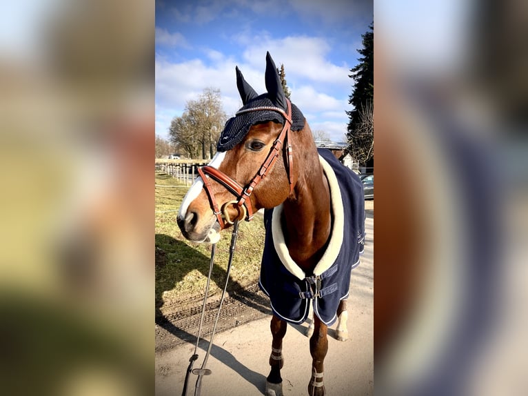 Bavarian Warmblood Gelding 15 years 17 hh Brown in K&#xF6;ngen