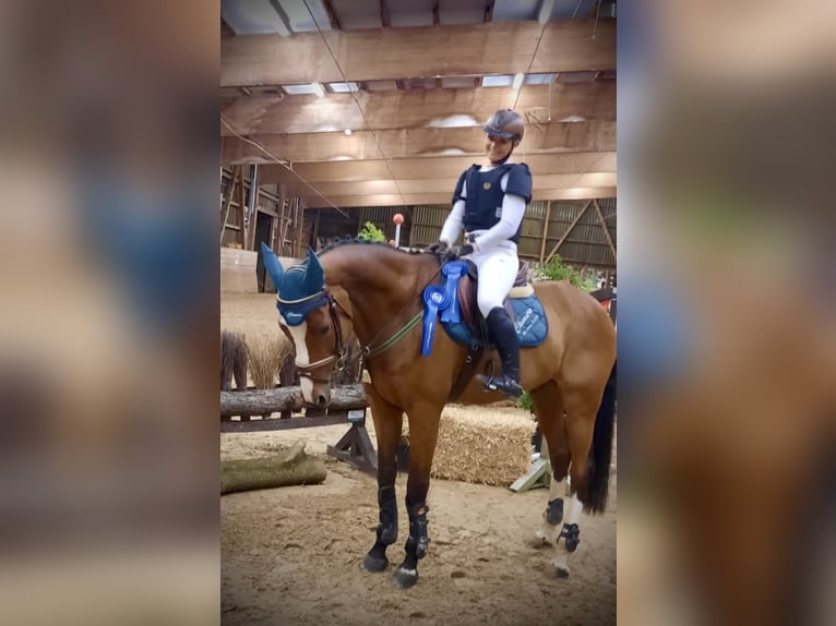 Bavarian Warmblood Gelding 15 years 17 hh Brown in K&#xF6;ngen