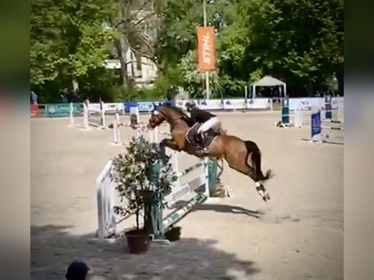 Bavarian Warmblood Gelding 15 years 17 hh Brown in K&#xF6;ngen
