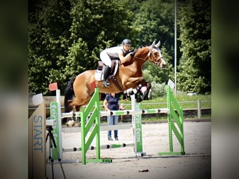 Bavarian Warmblood Gelding 15 years 17 hh Brown in K&#xF6;ngen