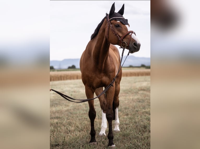 Bavarian Warmblood Gelding 15 years 17 hh Brown in K&#xF6;ngen