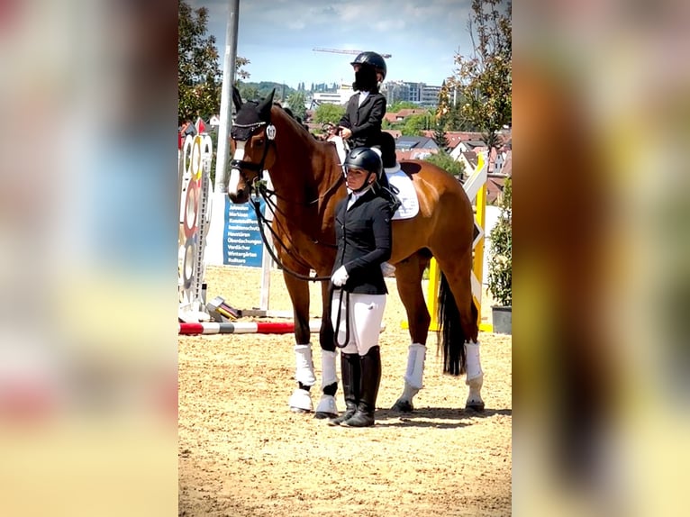 Bavarian Warmblood Gelding 15 years 17 hh Brown in K&#xF6;ngen