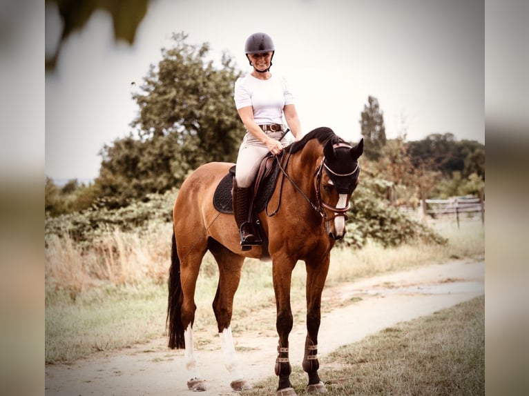 Bavarian Warmblood Gelding 15 years 17 hh Brown in K&#xF6;ngen
