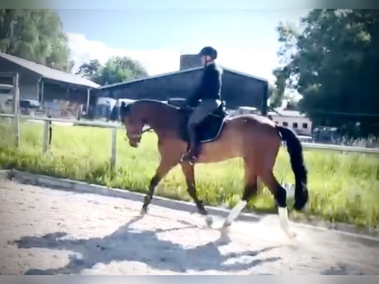 Bavarian Warmblood Gelding 15 years 17 hh Brown in K&#xF6;ngen