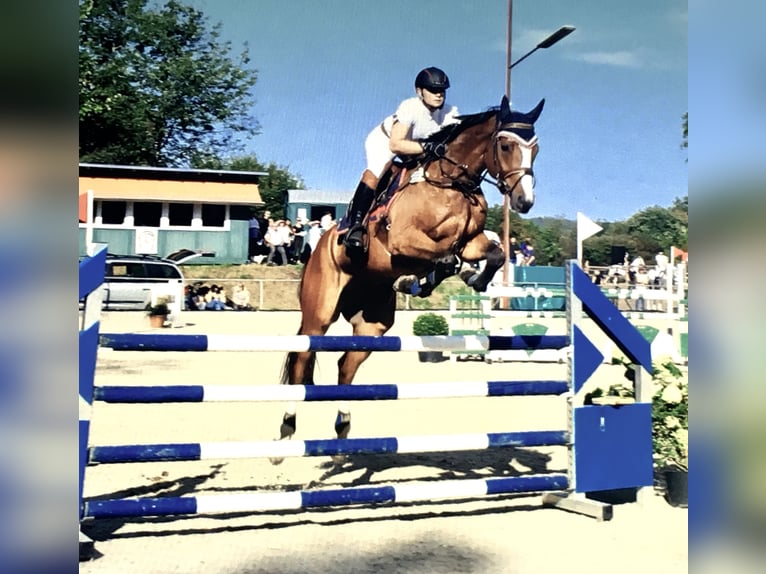 Bavarian Warmblood Gelding 15 years 17 hh Brown in K&#xF6;ngen