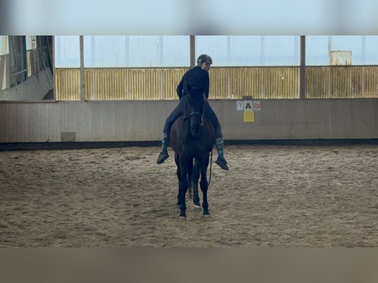 Bavarian Warmblood Gelding 15 years 17,1 hh Black in Dillingen an der Donau