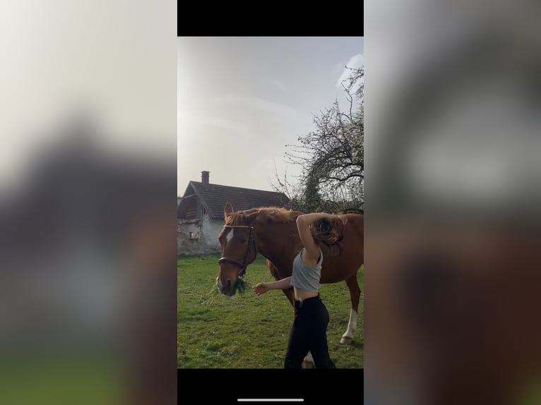 Bavarian Warmblood Gelding 16 years 15,2 hh Chestnut-Red in Stanghof