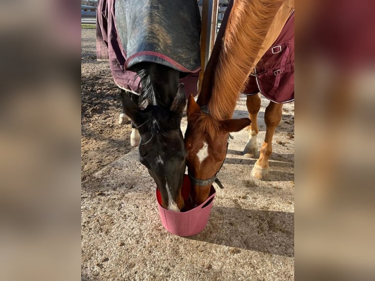 Bavarian Warmblood Gelding 16 years 15,2 hh Chestnut-Red in Stanghof