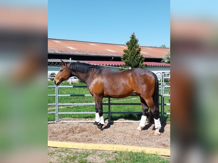 Bavarian Warmblood Gelding 16 years 16.2 hh Brown in Giebelstadt