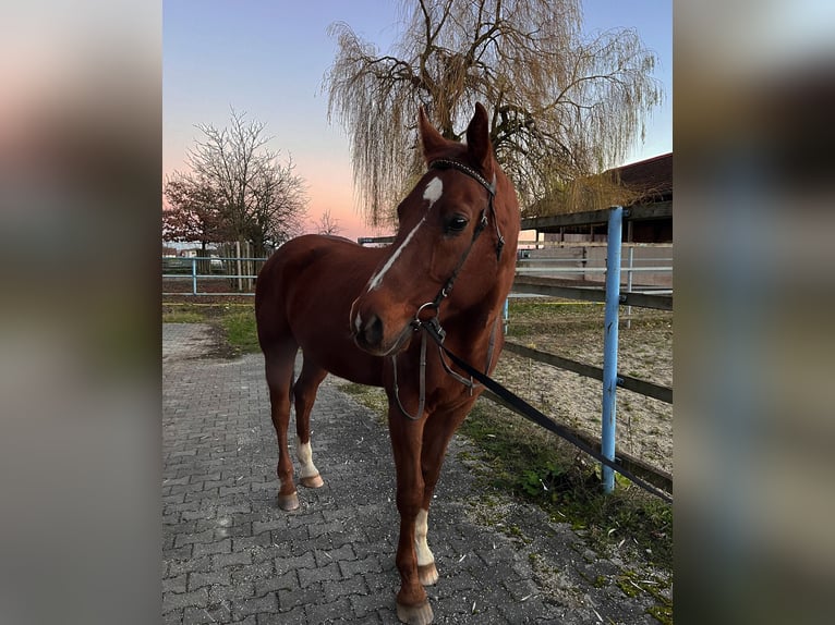 Bavarian Warmblood Gelding 16 years 16,2 hh Chestnut in Walchsing