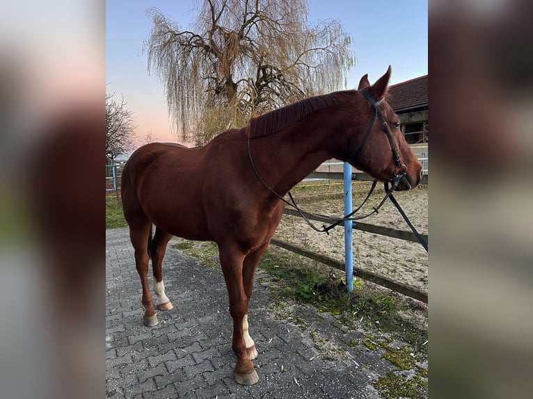 Bavarian Warmblood Gelding 16 years 16,2 hh Chestnut in Walchsing