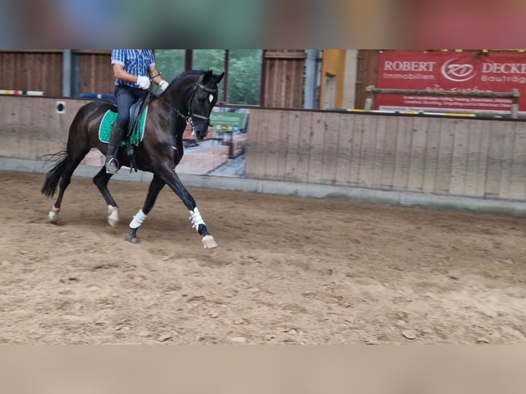 Bavarian Warmblood Gelding 16 years 16,3 hh Black in Taufkirchen