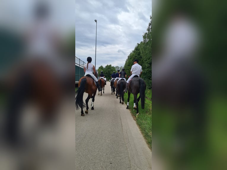 Bavarian Warmblood Gelding 16 years 16,3 hh Black in Taufkirchen