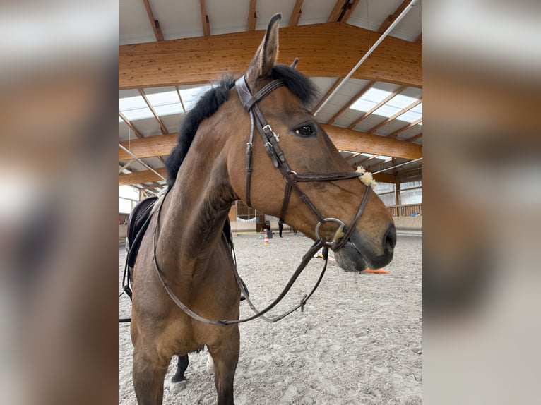 Bavarian Warmblood Gelding 16 years 16 hh Brown in Eppingen