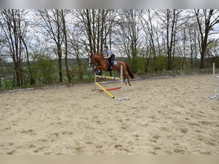 Bavarian Warmblood Gelding 16 years 16 hh Chestnut-Red in Remlingen