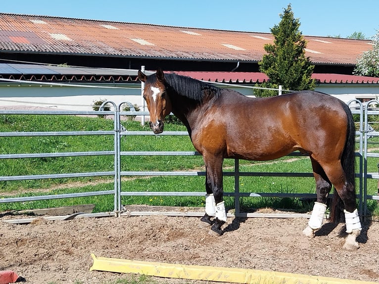 Bavarian Warmblood Gelding 16 years 16,2 hh Brown in Giebelstadt