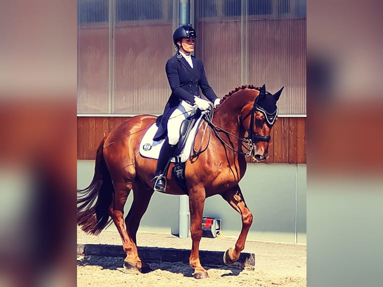 Bavarian Warmblood Gelding 16 years 17 hh Chestnut-Red in Ebreichsdorf