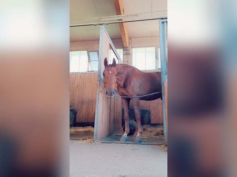 Bavarian Warmblood Gelding 16 years 17 hh Chestnut-Red in Ebreichsdorf