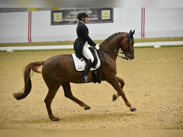 Bavarian Warmblood Gelding 16 years 17 hh Chestnut-Red in Ebreichsdorf