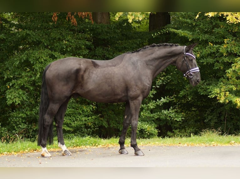 Bavarian Warmblood Gelding 16 years 17 hh Smoky-Black in Gleichen