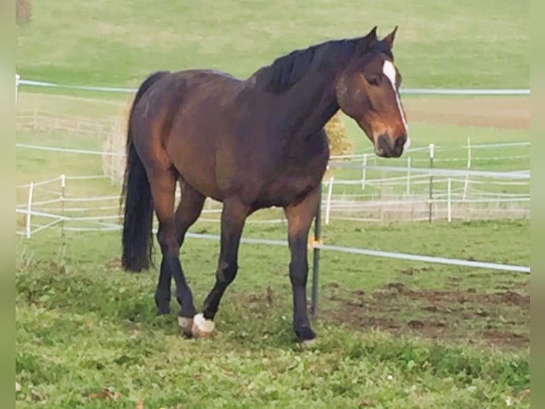 Bavarian Warmblood Gelding 17 years 15.3 hh Brown in Vilsbiburg