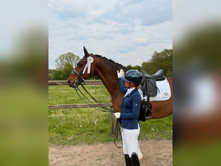 Bavarian Warmblood Gelding 17 years 16.2 hh Bay-Dark in Lienen