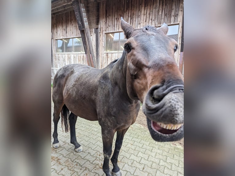 Bavarian Warmblood Gelding 17 years 16,3 hh Bay-Dark in München