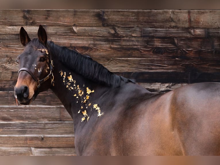 Bavarian Warmblood Gelding 17 years 16,3 hh Bay-Dark in München