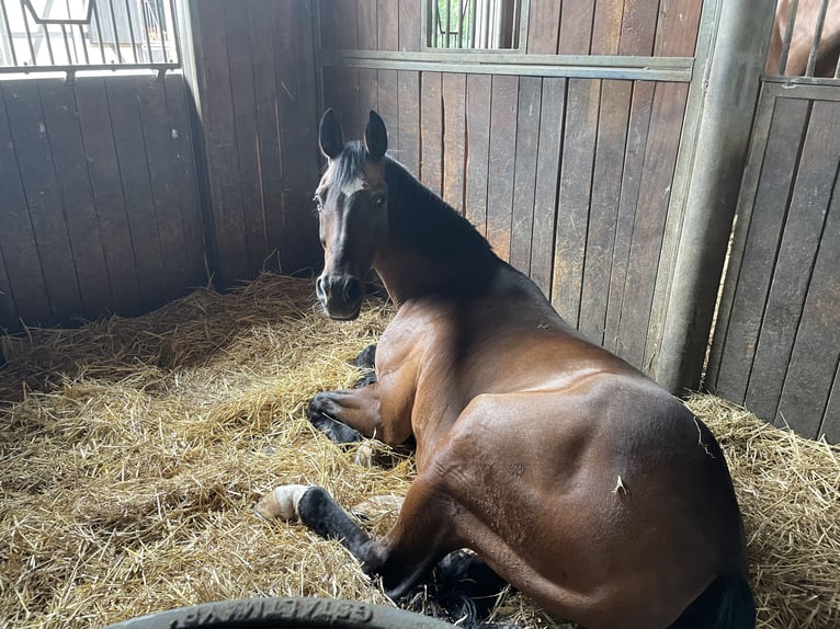 Bavarian Warmblood Gelding 17 years 16 hh Brown in Bergisch Gladbach