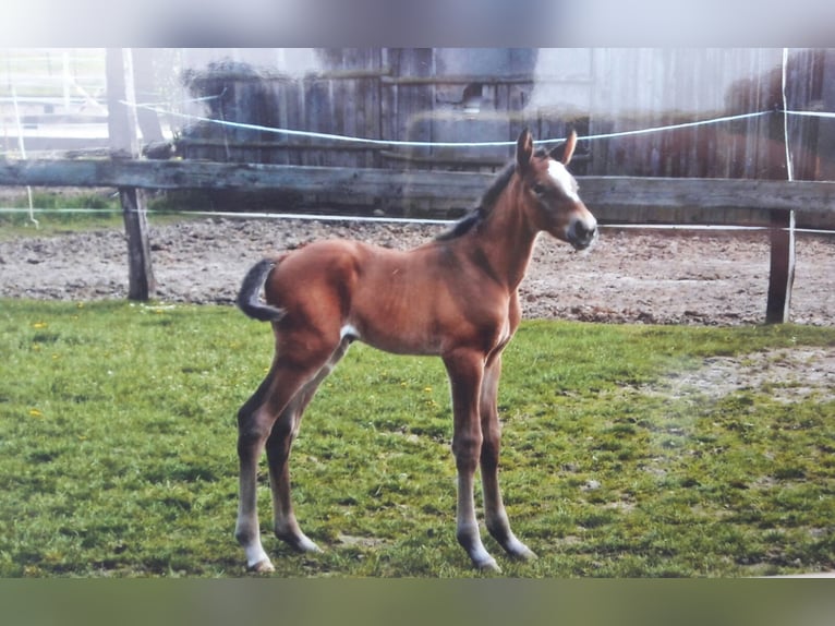 Bavarian Warmblood Gelding 17 years 17,1 hh in Eislsdorf