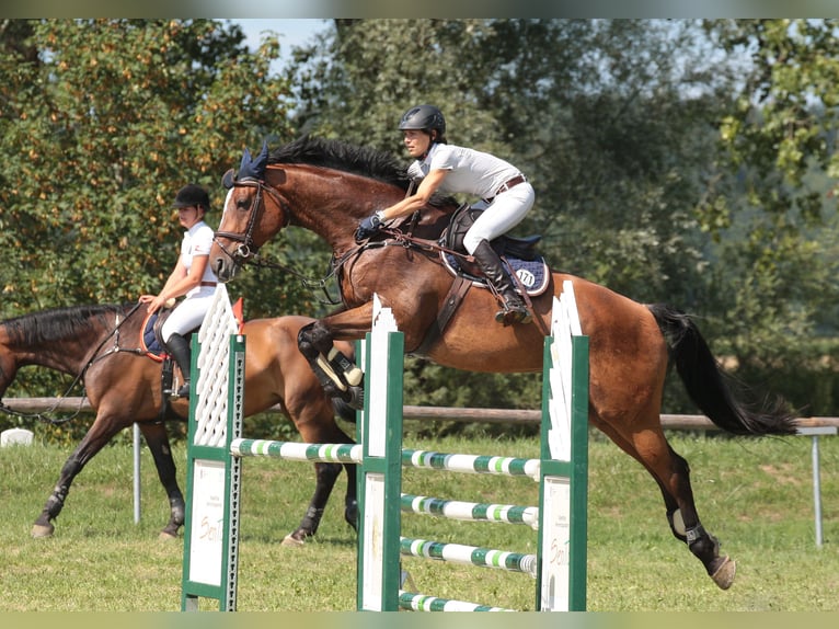 Bavarian Warmblood Gelding 17 years 17,1 hh in Eislsdorf