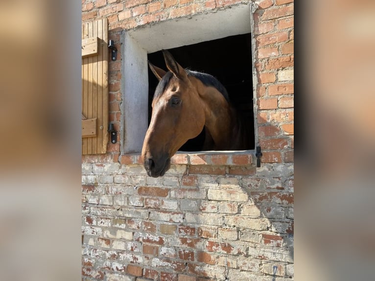 Bavarian Warmblood Gelding 17 years 17,1 hh Bay in Warszawa