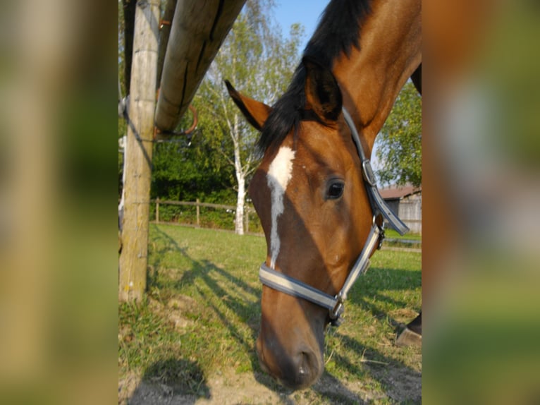 Bavarian Warmblood Gelding 17 years 17,1 hh Brown in Geisenhausen