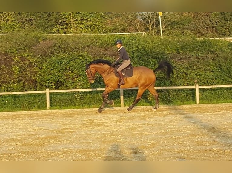 Bavarian Warmblood Gelding 17 years 17,1 hh Brown in Geisenhausen