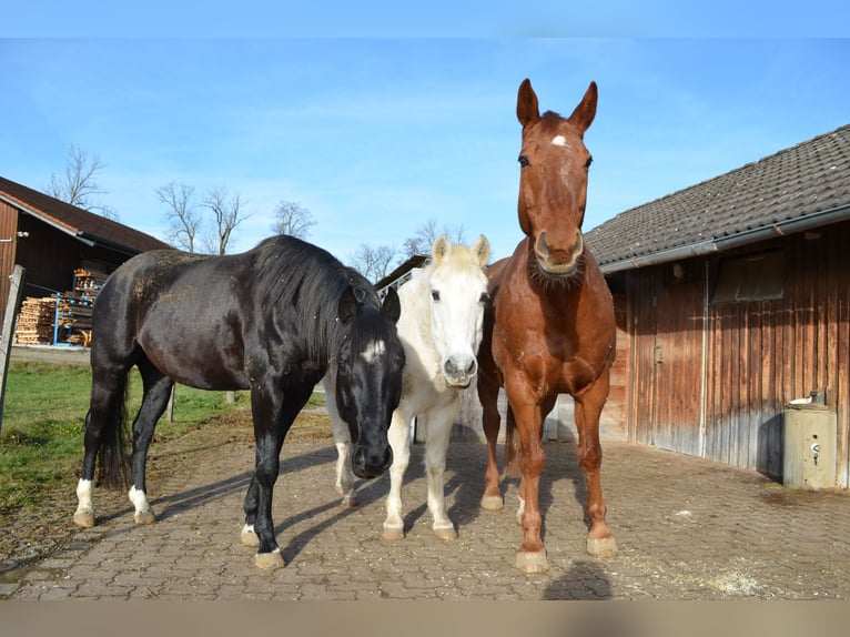 Bavarian Warmblood Gelding 18 years 15,3 hh in Weßling