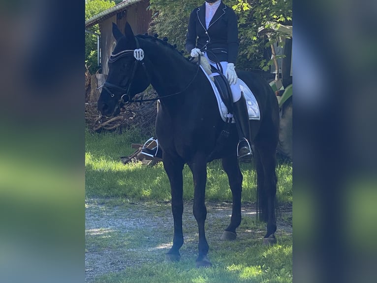 Bavarian Warmblood Gelding 18 years 16,1 hh Black in BayrischzellBayrischzell