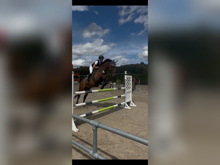 Bavarian Warmblood Gelding 18 years 16.1 hh Brown in Berg