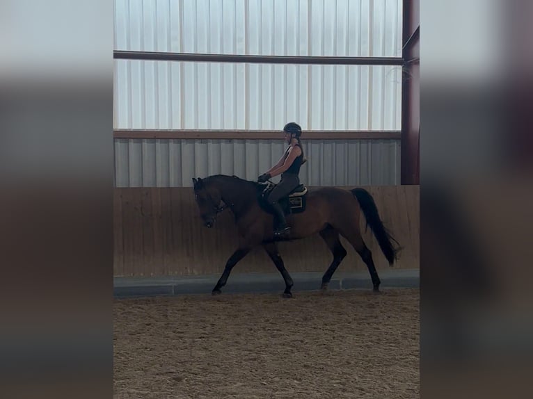 Bavarian Warmblood Gelding 18 years 16.1 hh Brown in Berg
