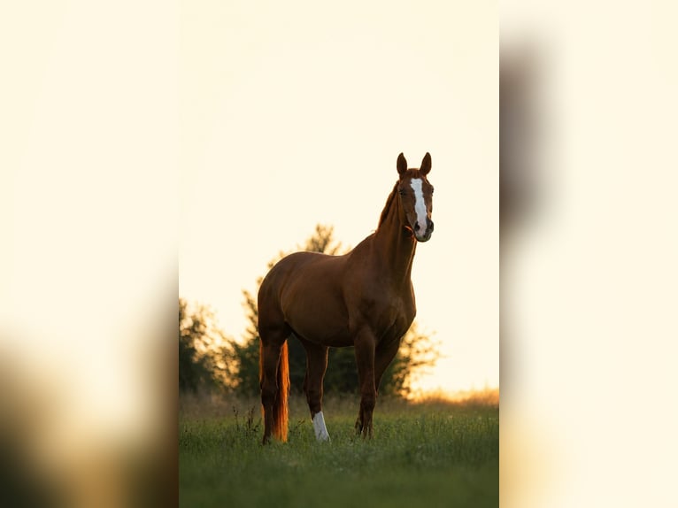 Bavarian Warmblood Gelding 18 years 16.3 hh Chestnut in Regensburg