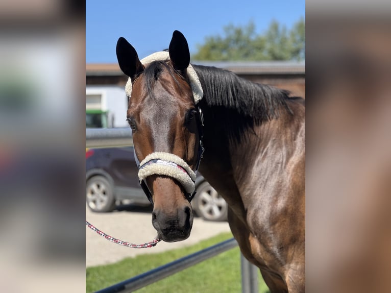Bavarian Warmblood Gelding 18 years 16 hh Bay-Dark in Neunburg vorm Wald