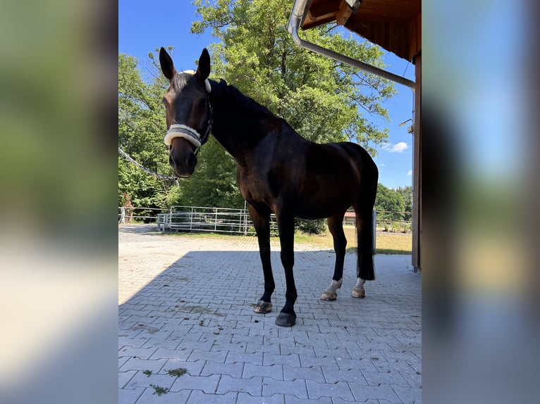 Bavarian Warmblood Gelding 18 years 16 hh Bay-Dark in Neunburg vorm Wald