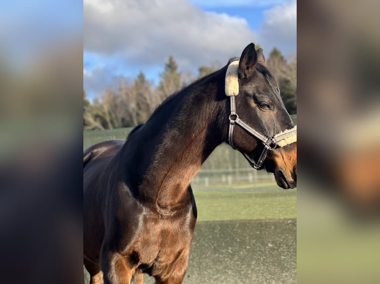 Bavarian Warmblood Gelding 18 years 16 hh Bay-Dark in Neunburg vorm Wald
