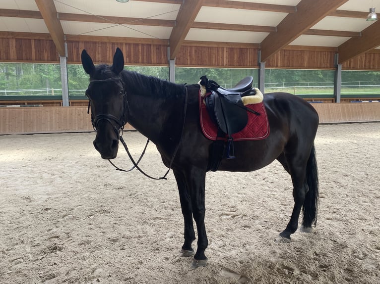 Bavarian Warmblood Gelding 18 years 16,1 hh Bay-Dark in Schorndorf