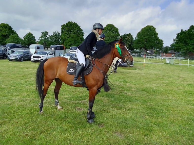 Bavarian Warmblood Gelding 18 years 16,1 hh Brown in Gettorf