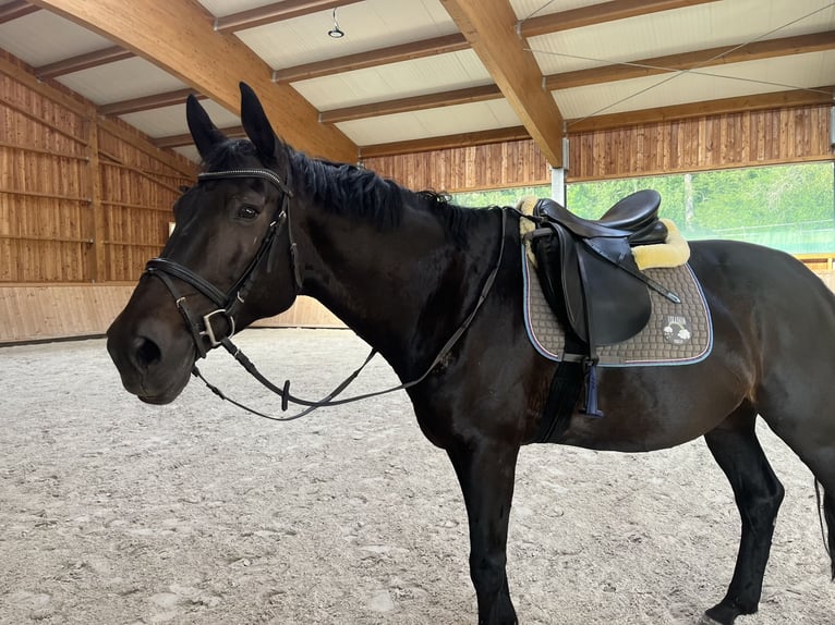 Bavarian Warmblood Gelding 18 years 16,2 hh Smoky-Black in Schorndorf