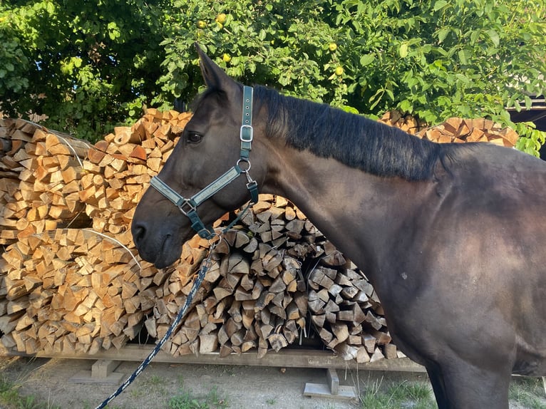 Bavarian Warmblood Gelding 18 years 16,2 hh Smoky-Black in Schorndorf