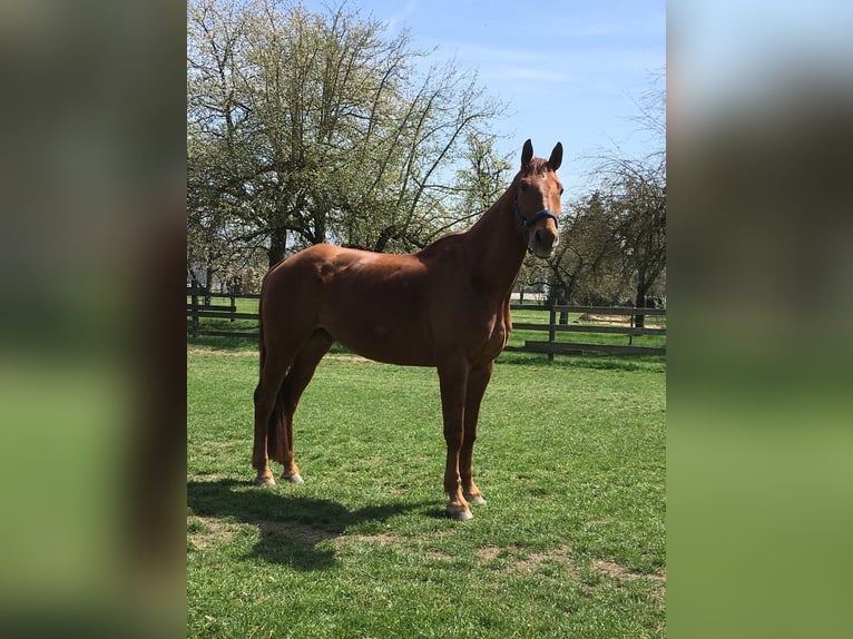 Bavarian Warmblood Gelding 19 years 17 hh Chestnut-Red in Niederstotzingen