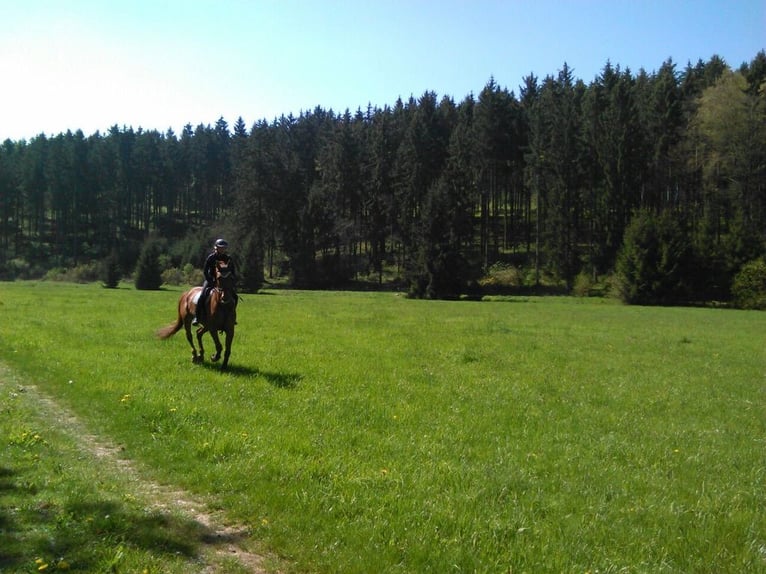 Bavarian Warmblood Gelding 19 years 17 hh Chestnut-Red in Niederstotzingen