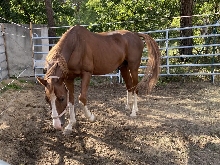 Bavarian Warmblood Gelding 19 years Chestnut-Red in Herzberg